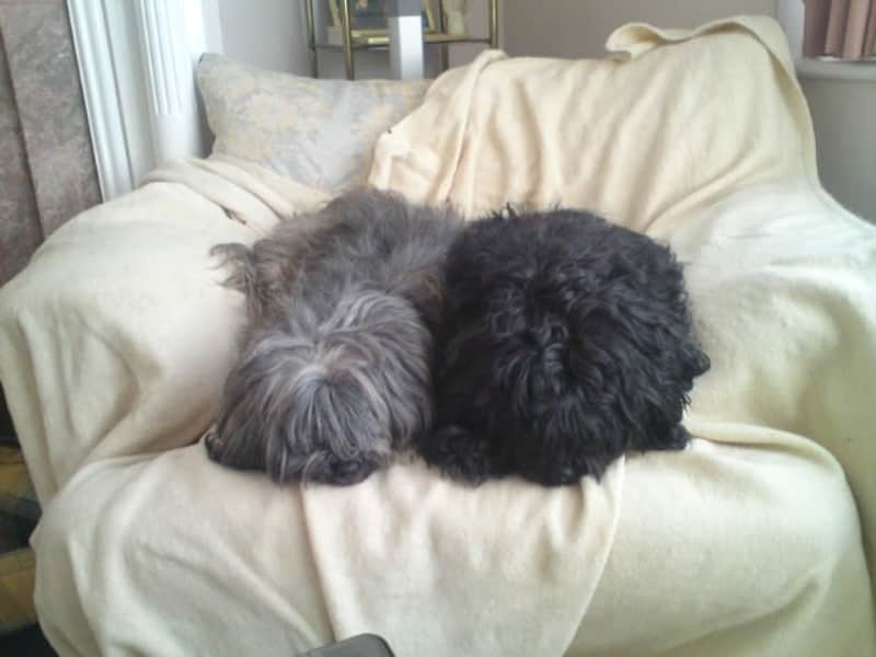 Housesitting assignment in Antibes, France