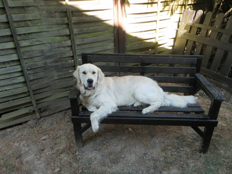Housesitting assignment in Mohon, France