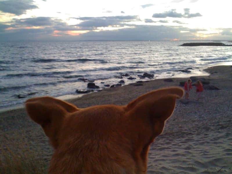 Housesitting assignment in Agde, France