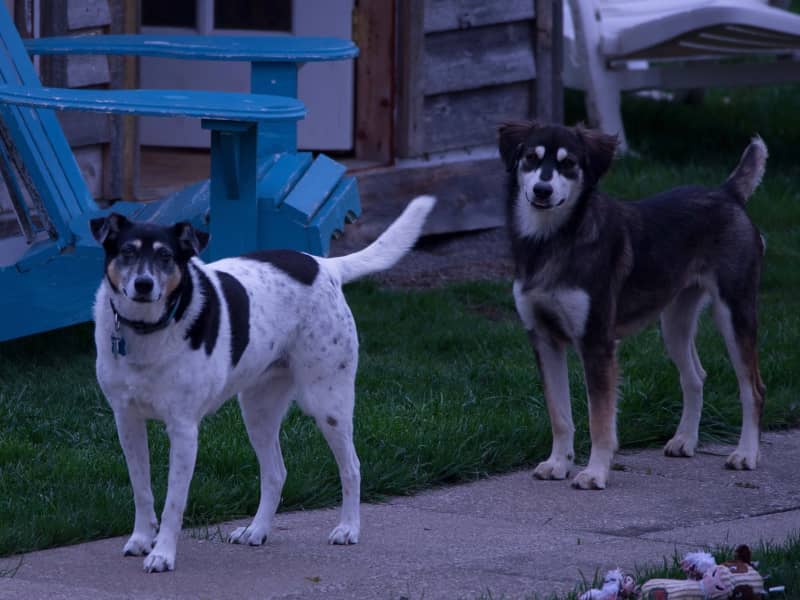 Housesitting assignment in Ridgeway, Ontario, Canada