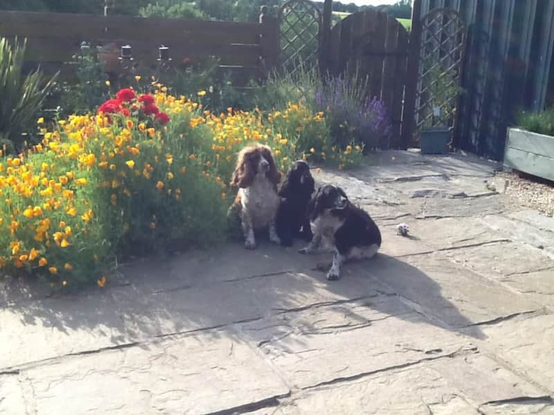 Housesitting assignment in Laniscat, France
