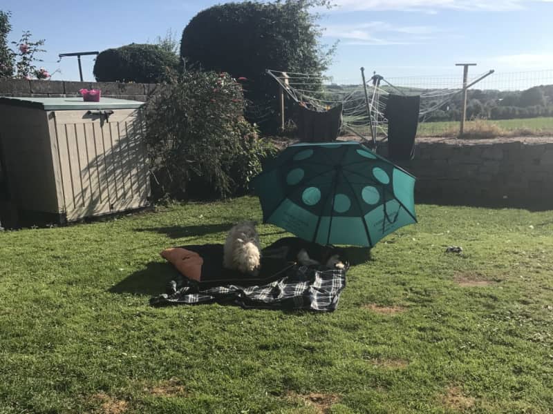 Housesitting assignment in Ballincollig, Ireland