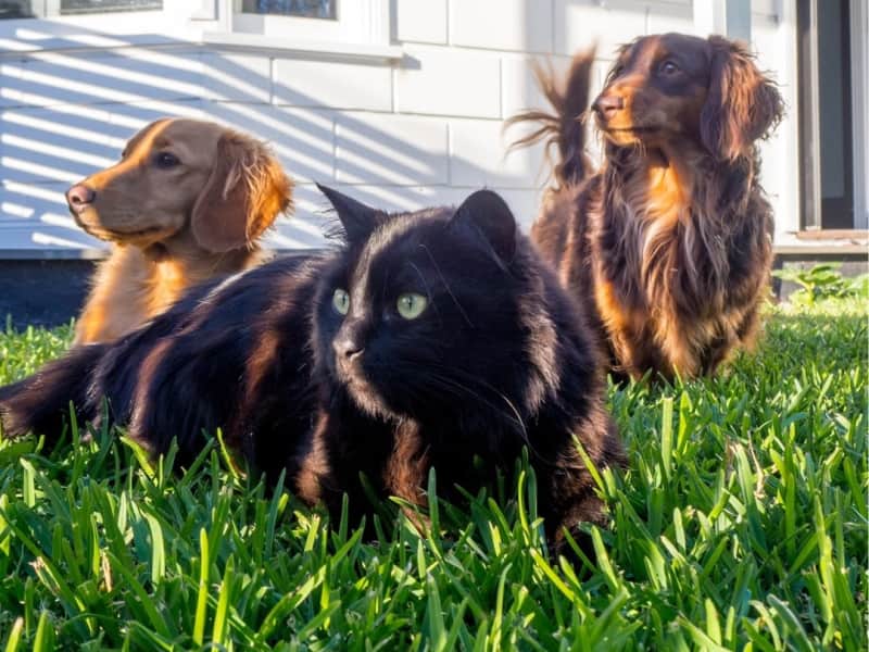 Housesitting assignment in Blairgowrie, Victoria, Australia
