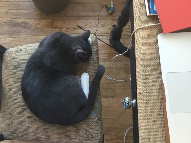 Housesitting assignment in Madison, Wisconsin, United States