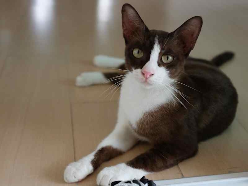 Housesitting assignment in Bangkok, Thailand