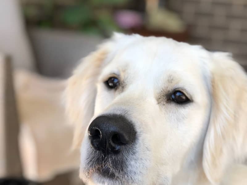 Housesitting assignment in East Maitland, New South Wales, Australia