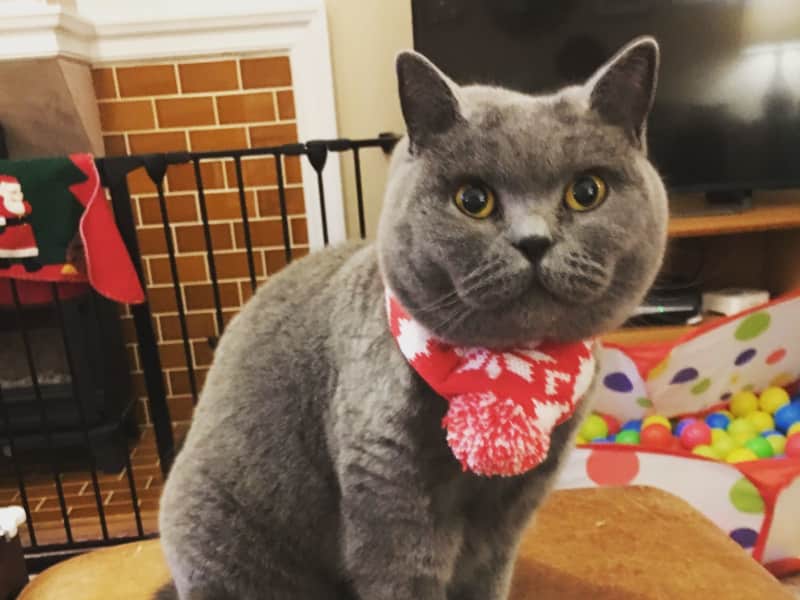 Housesitting assignment in Eastbourne, United Kingdom