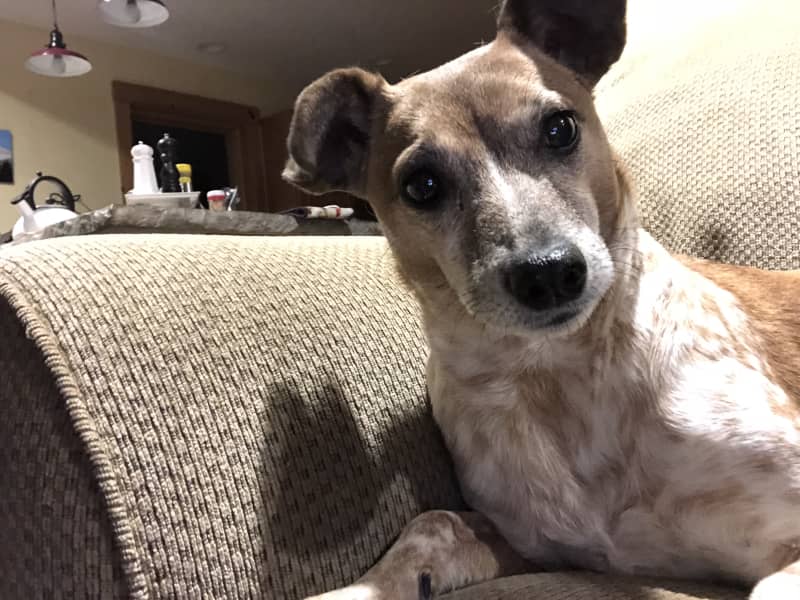 Housesitting assignment in Sugar Hill, New Hampshire, United States