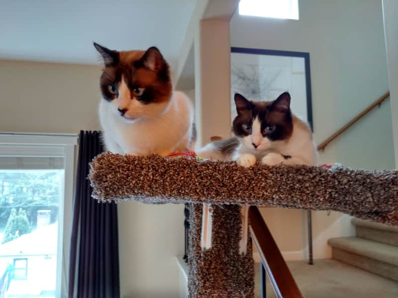 Housesitting assignment in Seattle, Washington, United States