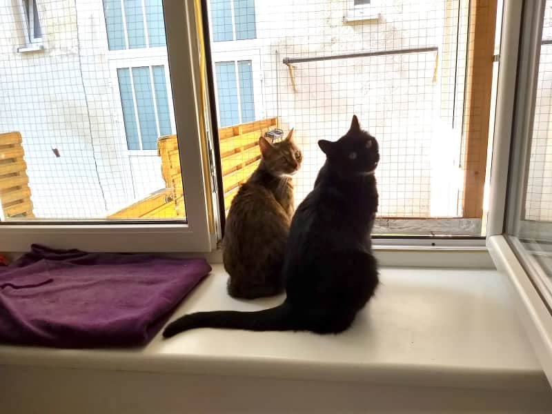 Housesitting assignment in Vienna, Austria