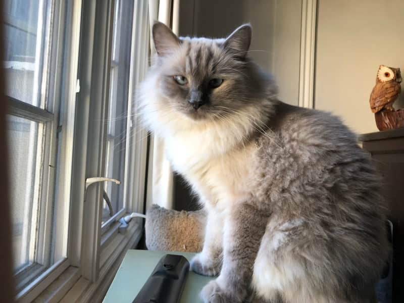 Housesitting assignment in Los Angeles, California, United States