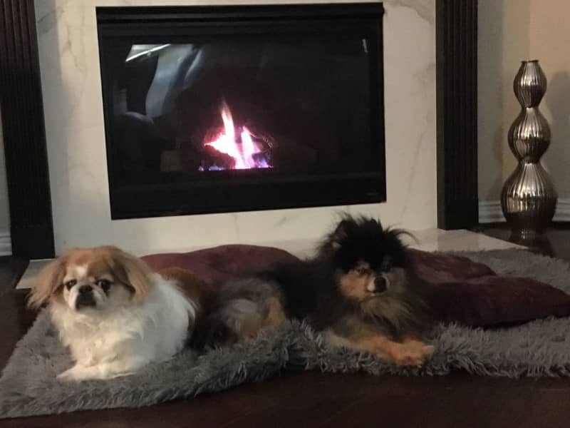 Housesitting assignment in Houston, Texas, United States
