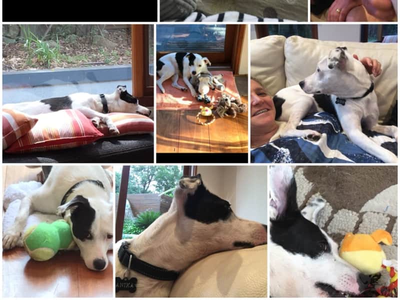 Housesitting assignment in Castlecrag, New South Wales, Australia