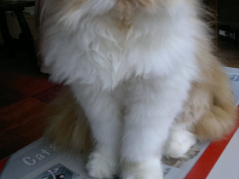 Housesitting assignment in Eureka, New South Wales, Australia