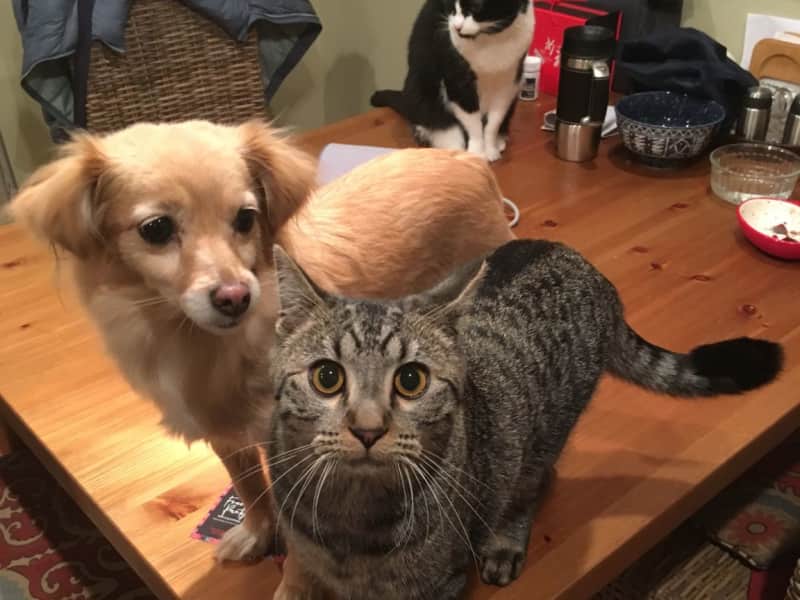 Housesitting assignment in Holladay, Utah, United States