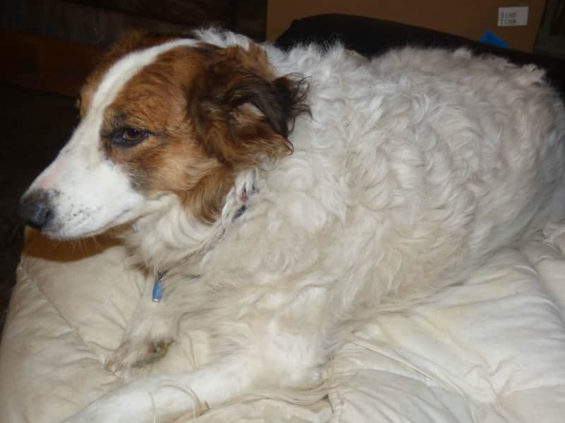 Housesitting assignment in La Souterraine, France