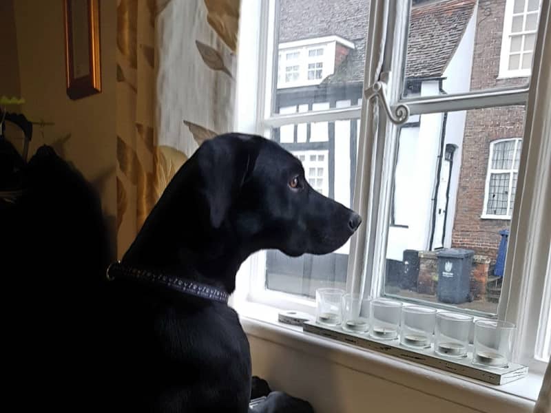 Housesitting assignment in Royston, United Kingdom