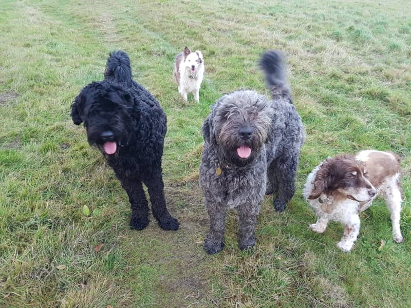 Housesitting assignment in Bolney, United Kingdom