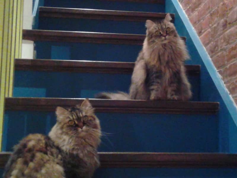 Housesitting assignment in Hamilton, Ontario, Canada