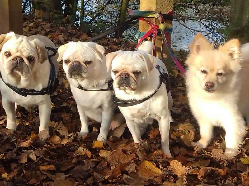 Housesitting assignment in Royal Leamington Spa, United Kingdom