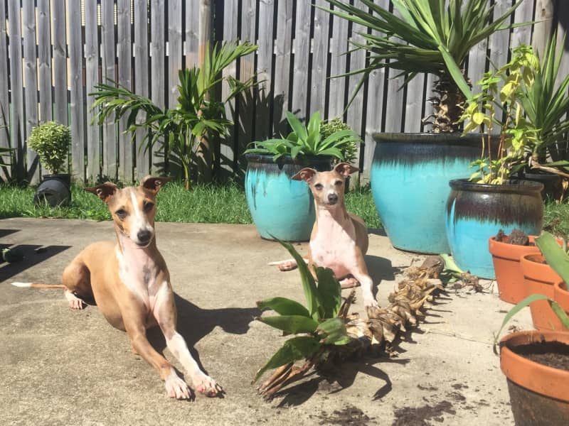 Housesitting assignment in Mackay City, Queensland, Australia