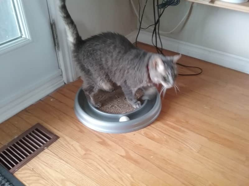 Housesitting assignment in Hamilton, Ontario, Canada
