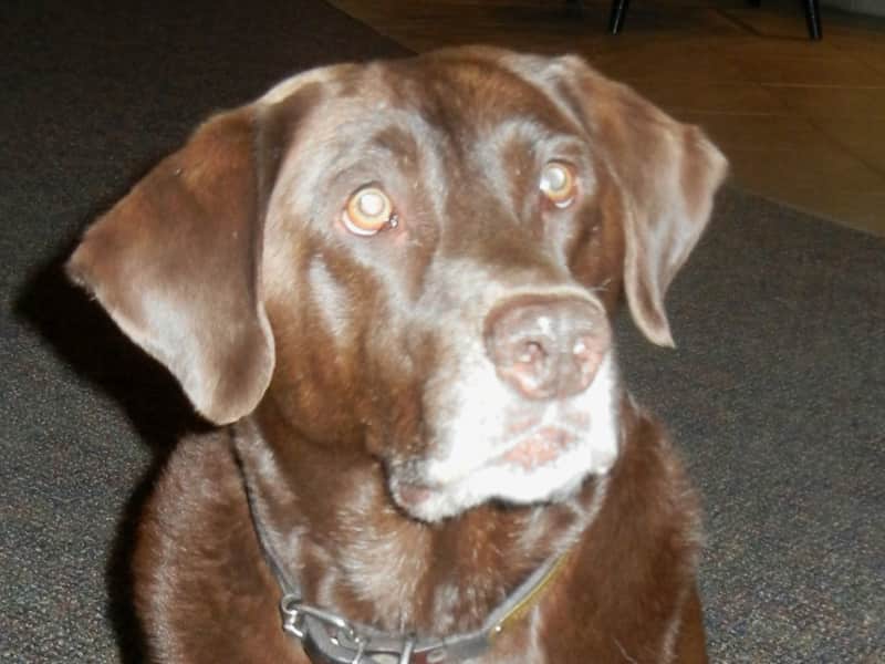 Housesitting assignment in Craig, Montana, United States