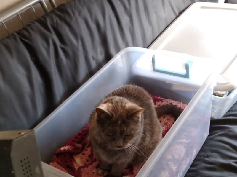 Housesitting assignment in Heber, Utah, United States
