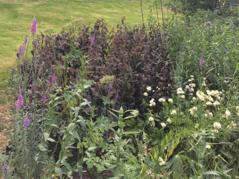 Housesitting assignment in Colne, United Kingdom