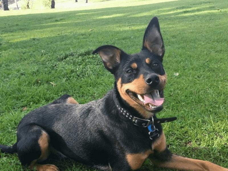 Housesitting assignment in Daylesford, Victoria, Australia