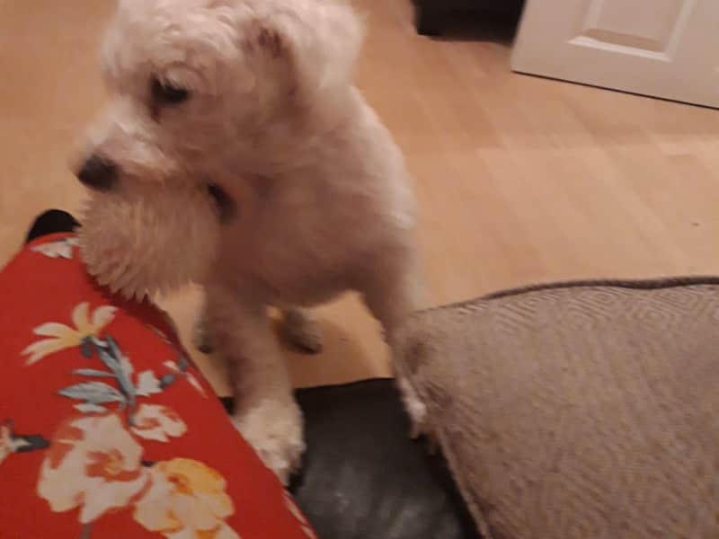 Housesitting assignment in London, United Kingdom