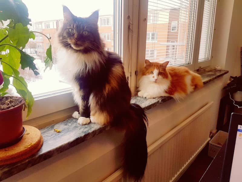 Housesitting assignment in Västerås, Sweden