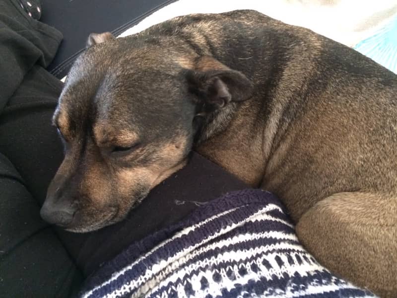Housesitting assignment in Pakenham East, Victoria, Australia