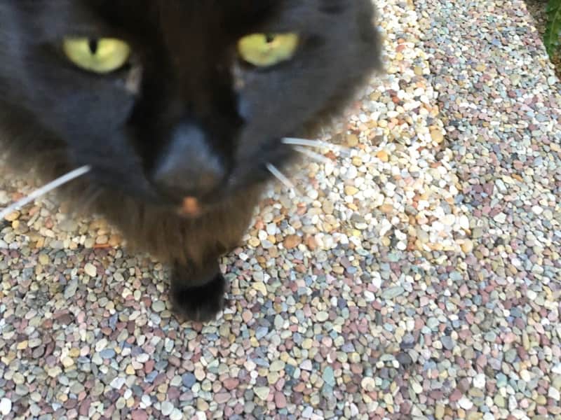 Housesitting assignment in Sonoma, California, United States