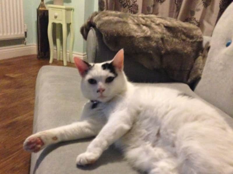 Housesitting assignment in Almondsbury, United Kingdom