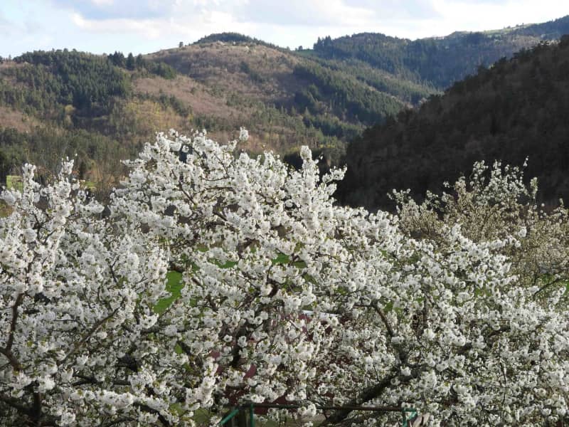 Housesitting assignment in Langeac, France