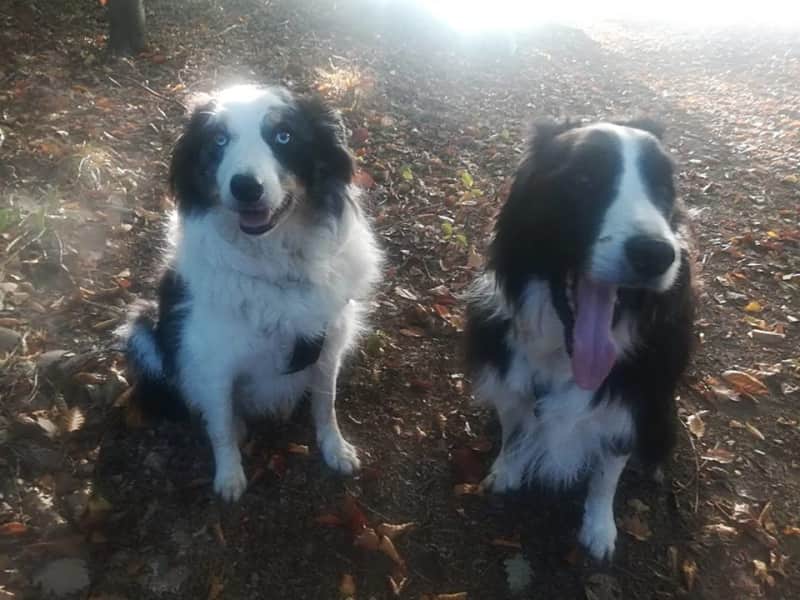 Housesitting assignment in Luxembourg, Luxembourg