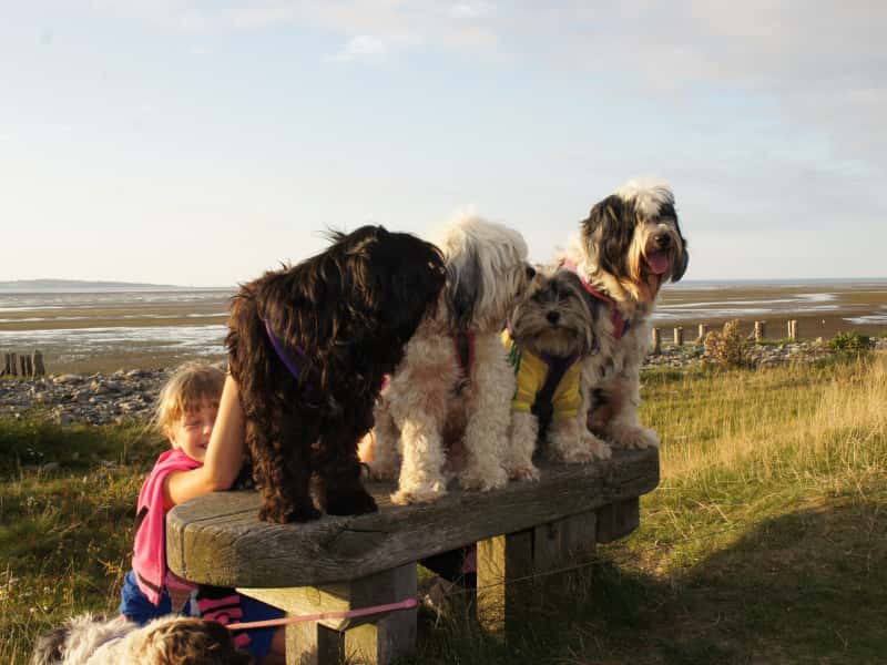 Housesitting assignment in Llanfairfechan, United Kingdom