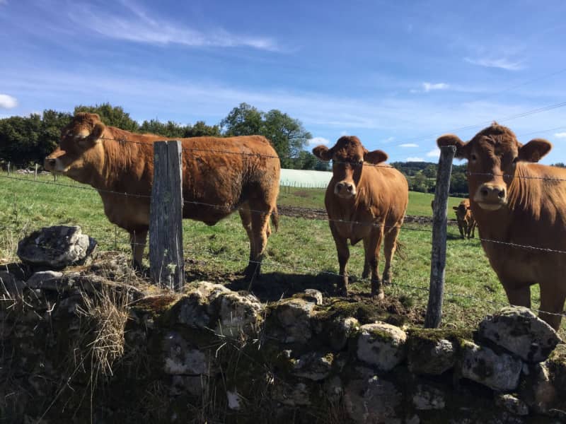 Housesitting assignment in Argentat, France