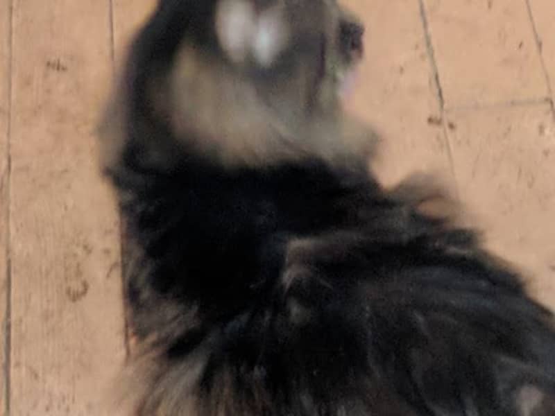 Housesitting assignment in Delmont, Pennsylvania, United States
