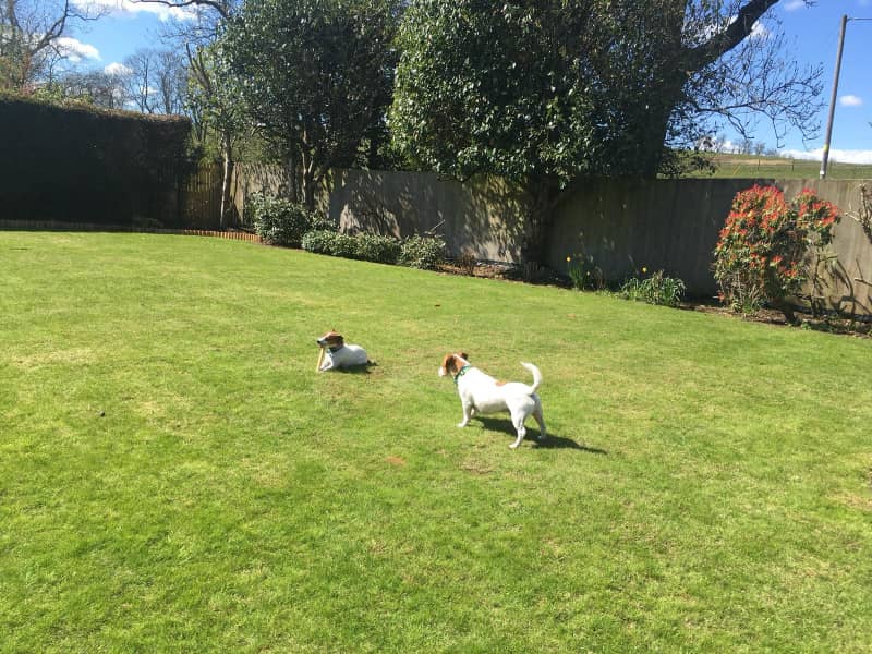 Housesitting assignment in Kirkintilloch, United Kingdom