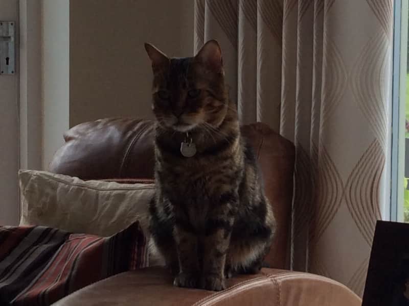 Housesitting assignment in Winsford, United Kingdom