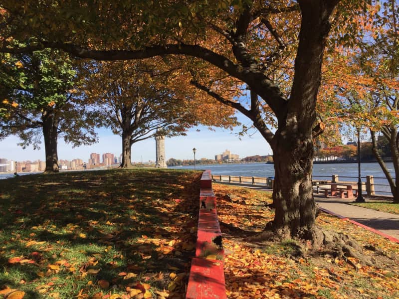 Housesitting assignment in New York City, New York, United States