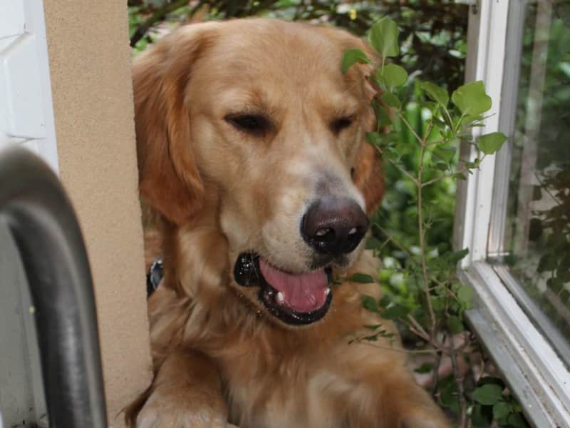 Housesitting assignment in Denver, Colorado, United States