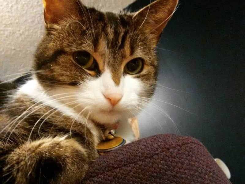 Housesitting assignment in Scarborough, Ontario, Canada