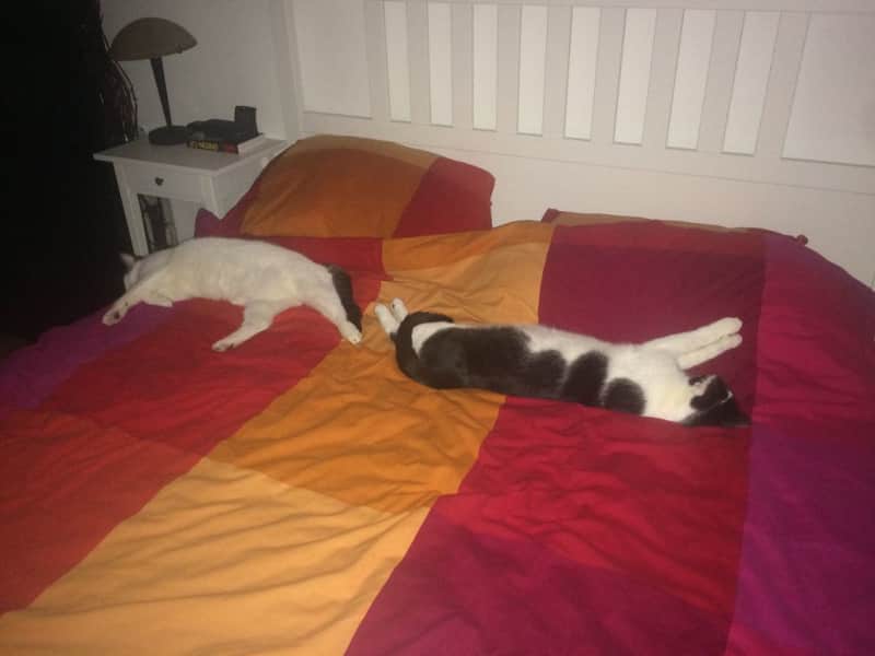 Housesitting assignment in Munich, Germany