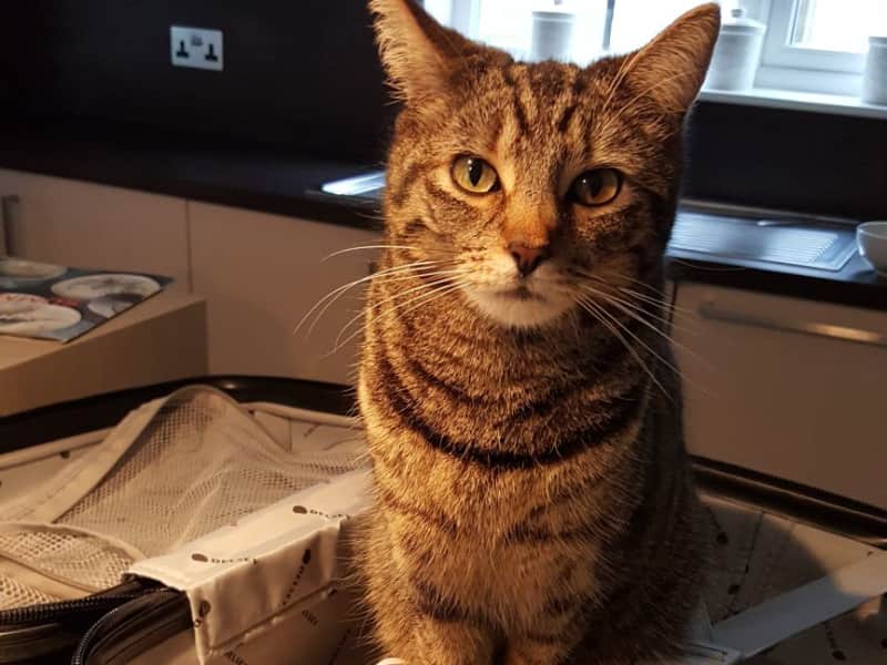 Housesitting assignment in Aberdeen, United Kingdom