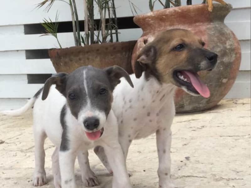 Lynda & Barry from Barnes Hill, Antigua and Barbuda