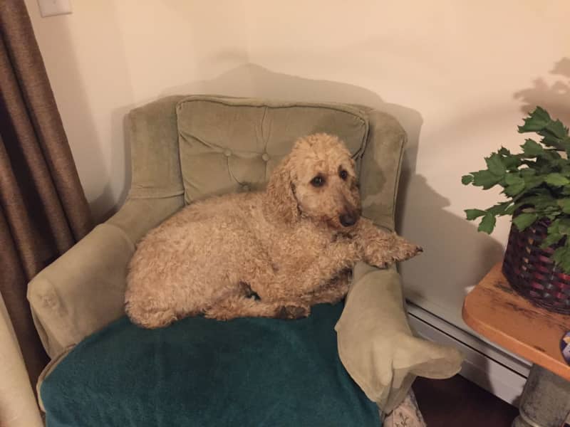 Housesitting assignment in South Burlington, Vermont, United States