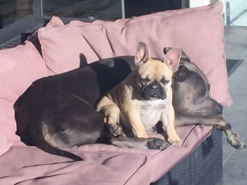 Housesitting assignment in Mandurah, Western Australia, Australia